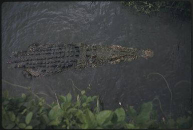Large crocodile in water : Papua New Guinea / Terence and Margaret Spencer