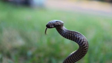 Australian snake venom expert to lead push for greater snake bite education