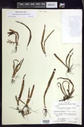 Oreogrammitis hookeri