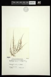 Grateloupia filicina
