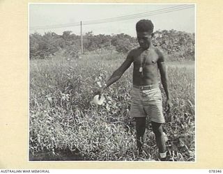 TOROKINA, BOUGAINVILLE ISLAND. 1945-01-17. A NATIVE ASSISTANT OF THE 2/1ST MALARIAL CONTROL UNIT DROPPING UNITED STATES ARMY WATER BOTTLES INTO A STAGNANT POOL. THESE WATER BOTTLES ARE FITTED WITH ..