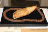 Tabua from Fiji (whale tooth)