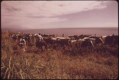 MOVING CATTLE IN THE RICH GRAZING LANDS OF THE AGRICULTURAL DISTRICT