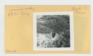 [Common Noddy in Hawaii, envelope IE30-014]