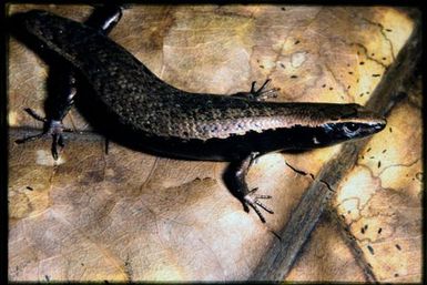 Caledoniscincus orestes