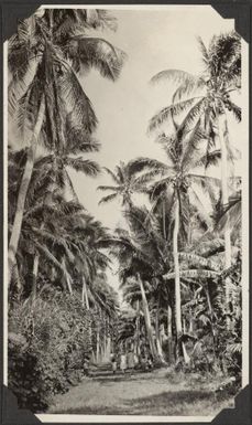 Road through the palm trees, Samoa, 1929 / C.M. Yonge