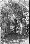 Pig festival, stake planting, Tuguma: boundary gate, marked with shields, stakes, bamboo arch and cordyline