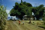 House with bamboo shade, near Goroka, 1956