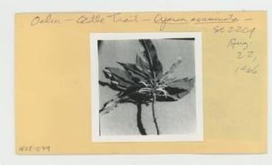 [Cyanea acuminata in Hawaii, envelope IE28-079]
