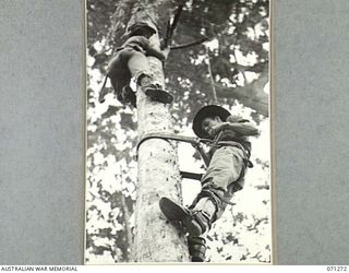 GUSIKA, NEW GUINEA. 1944-03-16. VX106297 SIGNALMAN M. WATKINS (1), OF THE SIGNALS SECTION, HEADQUARTERS, 4TH INFANTRY BRIGADE, USING CLIMBING IRONS WHILE FITTING AMERICAN SIGNAL APPARATUS ISSUED TO ..