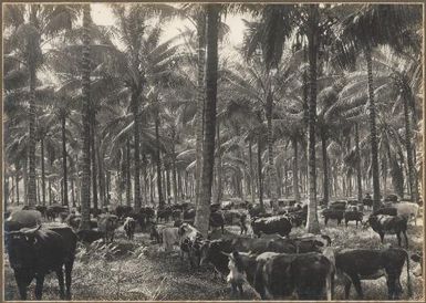 Scene, Gili Gili Plantation, Milne Bay [cattle amongst trees] Frank Hurley