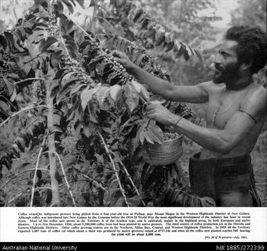 Coffee being picked from a four-year-old tree