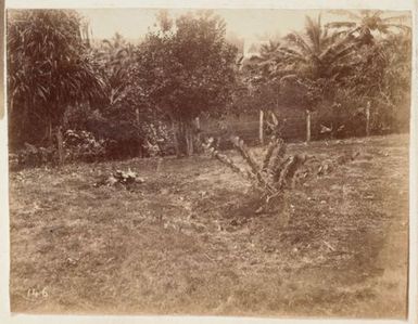 A garden with taro plants. From the album: Cook Islands