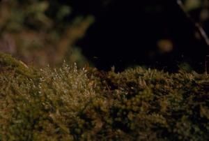 [Unidentified green moss close-up on the Alakai Swamp Trail, United States]