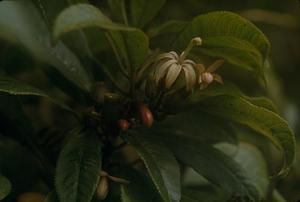 [Clermontia persicifolia close-up near Kulani Correctional Facility, United States]