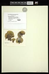 Padina australis