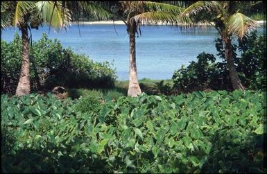 Beach, taro and palms