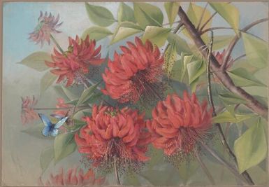 Erythrina vespertilio Benth., family Fabaceae and butterflies, Papua New Guinea, 1916? Ellis Rowan
