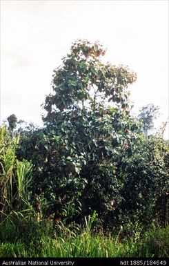 Aiyura - Kainantu - Markham Valley, 3 miles after Aiyura