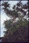 Pandanus trees growing on outcropping of raised coral in lagoon