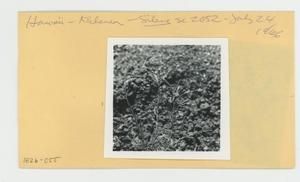 [Silene in Hawaii, envelope IE26-055]