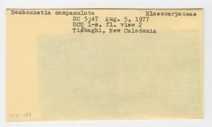 [Dubouzetia campanulata in New Caledonia, envelope IE41-189]