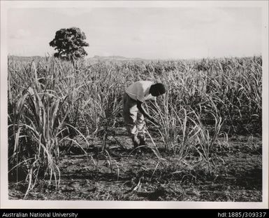 Indian Farmer inspecting young cane