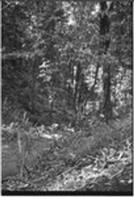 Trail through forested area, edge of trail marked with cordyline plants