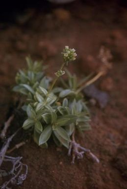 [Unidentified budding green plant close-up in Wiliwilinui Ridge, United States]
