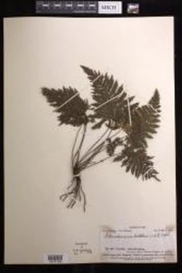 Abrodictyum dentatum