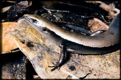 Caledoniscincus festivus