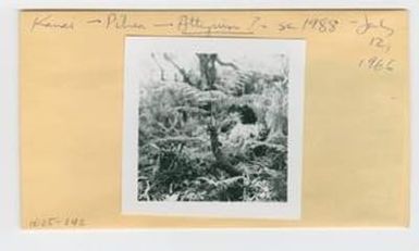 [Asplenium aspiodiodes in Hawaii, envelope IE25-142]
