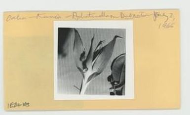 [Achatinella on Dubautia in Hawaii, envelope IE24-193]