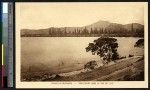 Araucaria trees on the southern shore, New Caledonia, ca.1900-1930