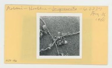 [Jacquemontia in Hawaii, envelope IE28-196]