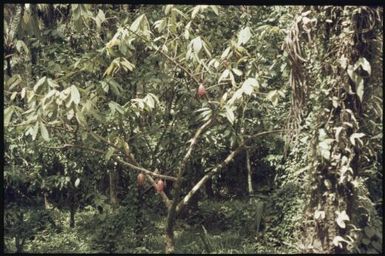 Cocoa pods : Bougainville Island, Papua New Guinea, March 1971 / Terence and Margaret Spencer