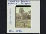 Clearing forest growth, Poligolo, [Papua New Guinea], Dec 1963