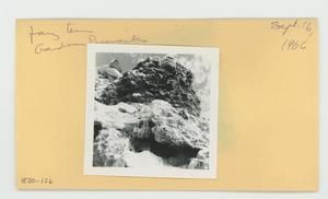 [Fairy tern in Hawaii, envelope IE30-126]