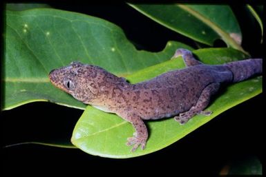 Gecko sp.