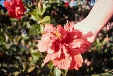 [Double Hibiscus at Maui]