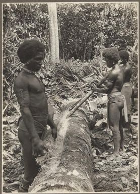 [Papuans making sago, Papua New Guinea, 1]