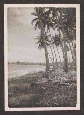 [Palm Trees at Milne Bay, New Guinea]