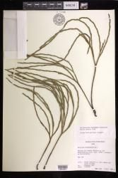 Psilotum complanatum