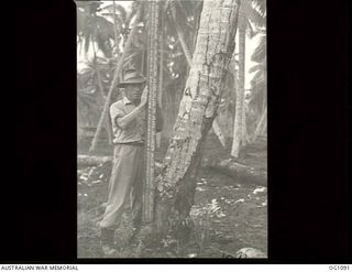 AITAPE, NORTH EAST NEW GUINEA. C. 1944-06. LEADING AIRCRAFTMAN R. (SHORTY) CUBBIN OF CLIFTON HILL, VIC, A MEMBER OF NO. 13 SURVEY AND DESIGN UNIT RAAF, HOLDS A TALL SURVEYORS STAFF AGAINST A TREE. ..