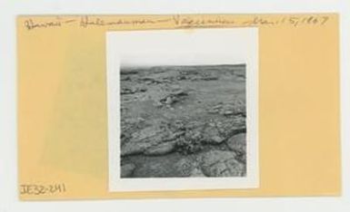 [Vaccinium in Hawaii, envelope IE32-241]
