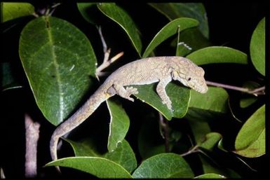Eurydactylodes agricolae