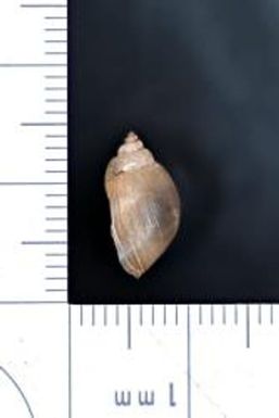 Stagnicola; volutata