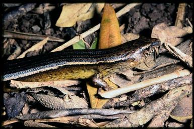 Oligosoma lichenigera