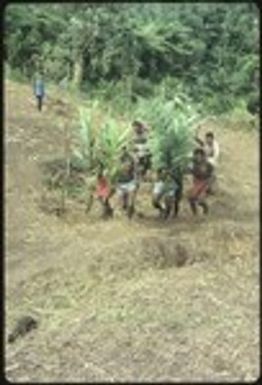 Men bringing pig and carrying festive branches to Ngarinaasuru event, while being waved in by the host waving cordyline