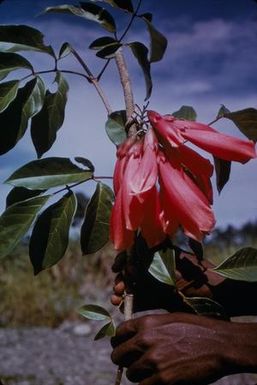 [Tecomanthe dendrophila close-up at Lae, Papua New Guinea]